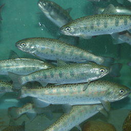 Итоги недели – в обзоре Fishnews