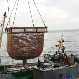 Итоги недели – в обзоре Fishnews