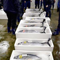 Мелкий голубой тунец на рынке в префектуре Нагасаки. Фото Yomiuri Shimbun
