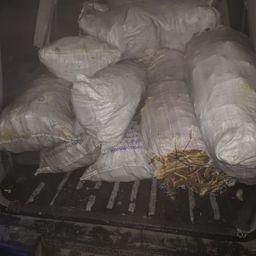 Ценный морепродукт приехал в цех в салоне микроавтобуса. Фото пресс-группы Погрануправления ФСБ по Приморскому краю