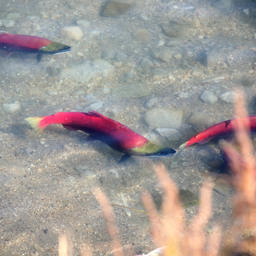 Итоги недели – в обзоре Fishnews