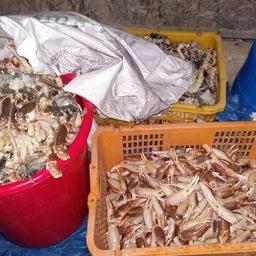 Пограничники обнаружили нелегальное производство крабовой продукции в поселке Зарубино. Фото пресс-группы Погрануправления ФСБ России по Приморскому краю